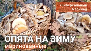 Этот рецепт просят ВСЕ! Вкус опят, а не специй! Маринуем легко, быстро, вкусно, не нужен холодильник