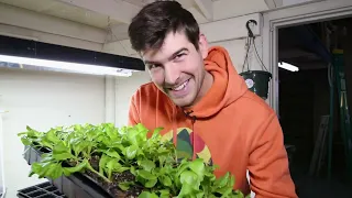 How to Tell When It's Time To Transplant Seedlings