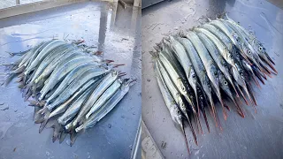 GEELONG FISHING GARFISH at St.Helens in CORIO BAY EP.46