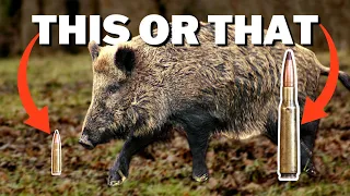 The BEST Feral Pig Cartridges