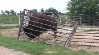 how a bison fixes a fence