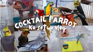 Cocktail parrot ka full setup banadiya 💓 #minizoo #pets #vlog