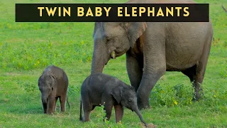 Twin Baby Elephants | Sri Lanka #shorts