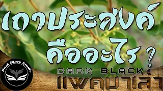 เถาประสงค์ คืออะไร? : DarkBlack แพคมาเล่า