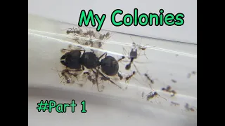 Tell and Show MY Colonies Part 1 (Messor structor, Camponotus floridanus, Camponotus fellah +1)