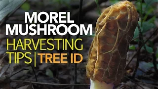 Morel Mushroom Harvesting Tips — Tree Identification