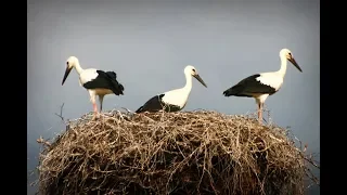 Самая большая и северная колония аистов в Латвии.