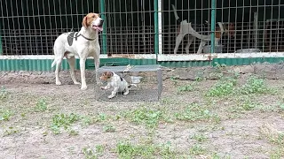 Щенок русской пегой гончей 1 месяц