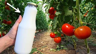 Protect Tomatoes and Cucumbers with this Milk Miracle solution!