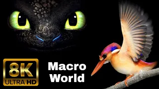 Everyday Objects in Macro in 8K ULTRA HD / 8K TV | SUPER MACRO WORLD in 8K ULTRA HD | Wild Glows