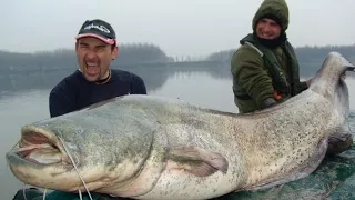 Mammoth Catfish 250 Pounds VS Little Rod - HD by Yuri Grisendi