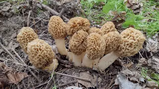 MOREL MUSHROOM HUNTING