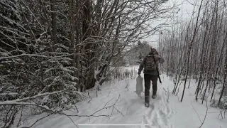 ОХОТА НА ЗАЙЦА С РУССКОЙ ГОНЧЕЙ, КОСТРОМСКАЯ ОБЛАСТЬ , первый зимний заяц