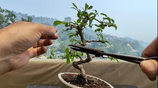My 2nd Carmona Retusa Bonsai | Pruning | Repotting