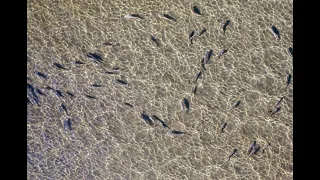 Stingrays, Mullet, Shovelnose Rays at Brighton Sandgate Foreshore