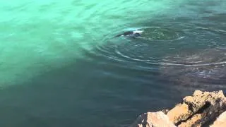 Razorbill Swimming Underwater