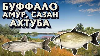 Буффало + Амур + Сазан | р. Ахтуба | Русская Рыбалка 4