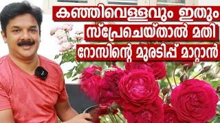 കഞ്ഞിവെള്ളത്തിൽ ഇതുകൂടി ചേർത്ത് ഒറ്റ സ്പ്രേമതി റോസിലെ കുരുടിപ്പ് മാറാൻ | Rose Care tips Malayalam