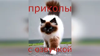 СМЕШНЫЕ КОТЫ С ОЗВУЧКОЙ.Коты 2020. приколы с котами и кошками