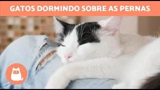 Por que meu GATO DORME entre minhas PERNAS? 🐱💤 (7 Motivos)