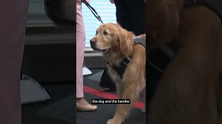 These guide dogs are graduating