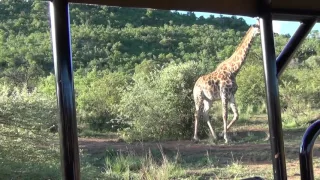 Giraffe scratching its butt on a bush