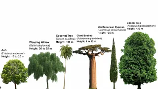 Tallest Trees Size Comparison in Height