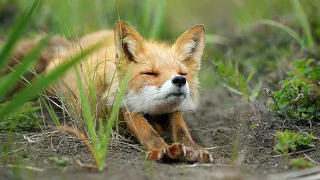 One Amazing Animal: 3 Fox Facts | Fox Species | What Do Foxes Eat? | warm-blooded animals