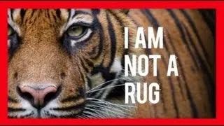 Stop Wildlife Crime: The Series - Tigers (Video 3) | WWF