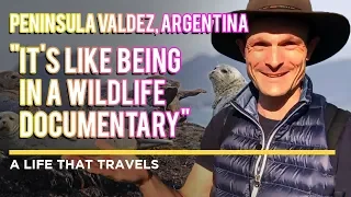 Peninsula Valdez, Argentina [A Life That Travels Travels]