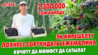 Ишти кылса БОЛОТ экен го! Быйыл ЕЖЕВИКАДАН 2 300 000 сом ТАПКАН жаш ИШКЕР ~ Лохнесс сорту жакшы экен