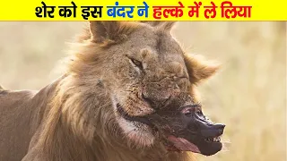 शेर को छेड़ने निकला यह ये बबून फिर जो इसके साथ हुआ||  Baboons Dying In a Lion Jaw