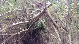 Surrounded by Sasquatch- Tree's twisted off at 10+ Ft level - Dens