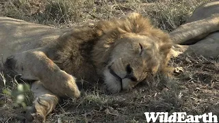 WildEarth - Sunrise Safari -  15 August 2023