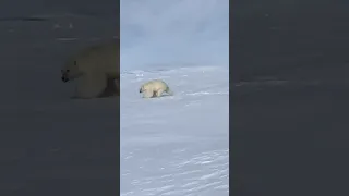 Чукотка.Белый медведь/polar bear