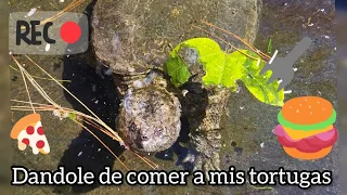 Día de darles de comer a las tortugas.🌵🙂🐢