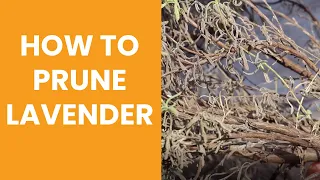 How to prune a woody lavender plant