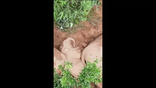 Drone captures elephant herd's nap in Yunnan, China