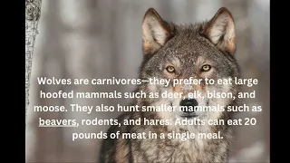 Iowa Grey Wolf Educational Video