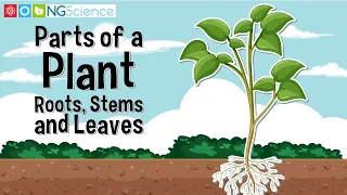 Parts of a Plants – Roots, Stems and Leaves