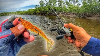 CARDUME GIGANTE DE ROBALO FLECHA NO MANGUE!! COM ESSES CAMARÕES FICA FÁCIL DEMAIS! PEGAMOS MUITOS!