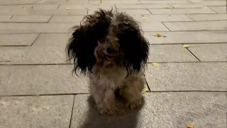 Tired and exhausted, she tried to crawl across the square looking for help from passersby