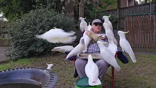 Hugs and pats with wild cockatoos