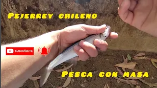 PESCA de PEJERREY CHILENO, pocos piques aún