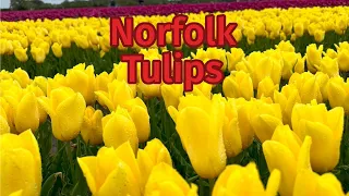 Norfolk Tulips 2024