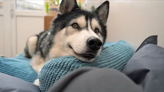 I Stole My Husky's Beanbag And Got Told To MOVE!