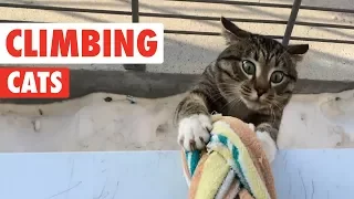 Climbing Cats | Funny Cat Compilation 2017