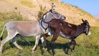 Super Murrah Donkey meeting first time village  2020