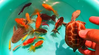 TOP Videos-Find cute balloon betta, suckermouth, turtle, oranda, tetra, molly, koi, black moor, koi