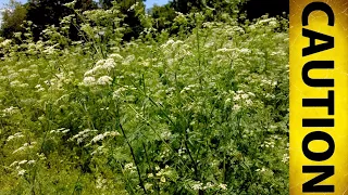 How DANGEROUS is Poison Hemlock? People who've died, etc.